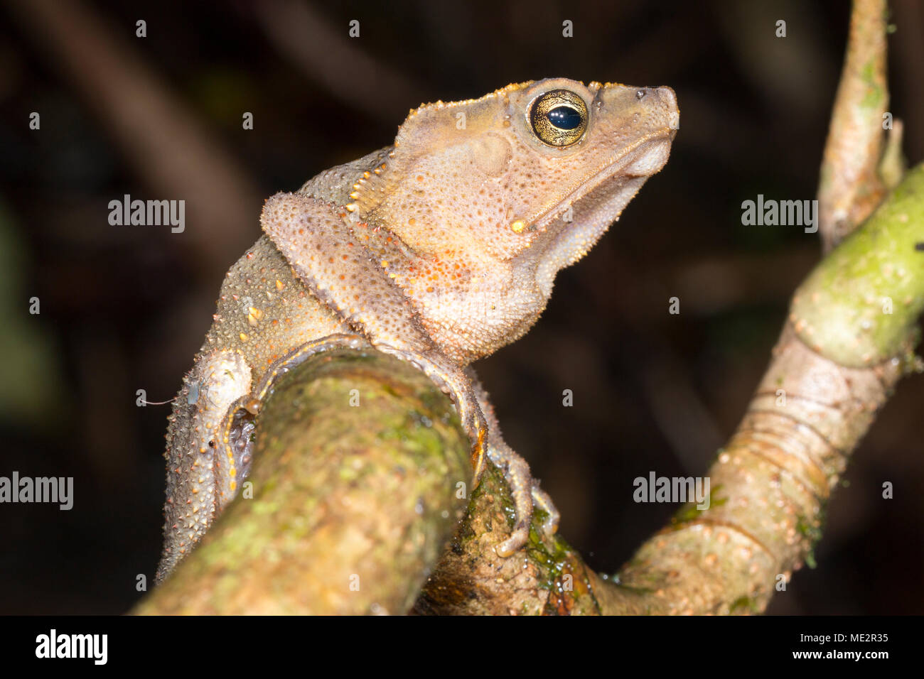Crested Forest Toad (Rhinella margaritifera). Roosting at night in the rainforest understory. In Morona Santiago province, Ecuador Stock Photo