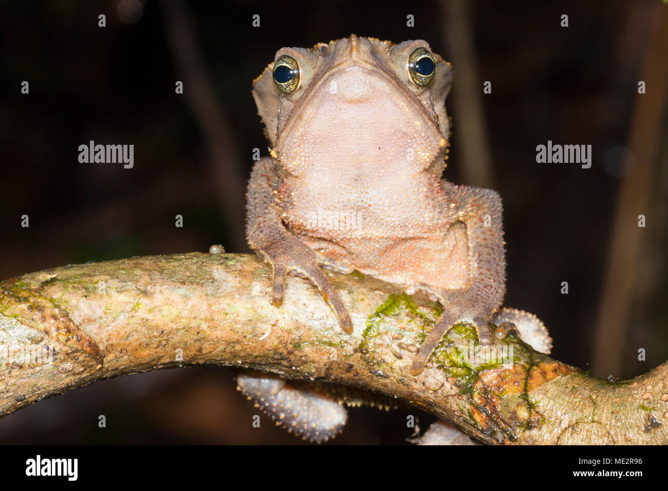 Crested Forest Toad (Rhinella margaritifera). Roosting at night in the rainforest understory. In Morona Santiago province, Ecuador Stock Photo