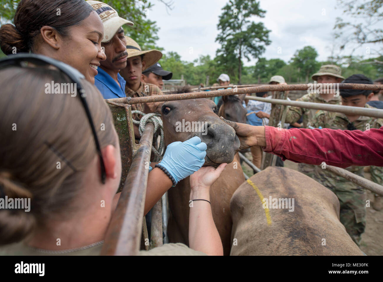 Deworming horse hires stock photography and images Alamy