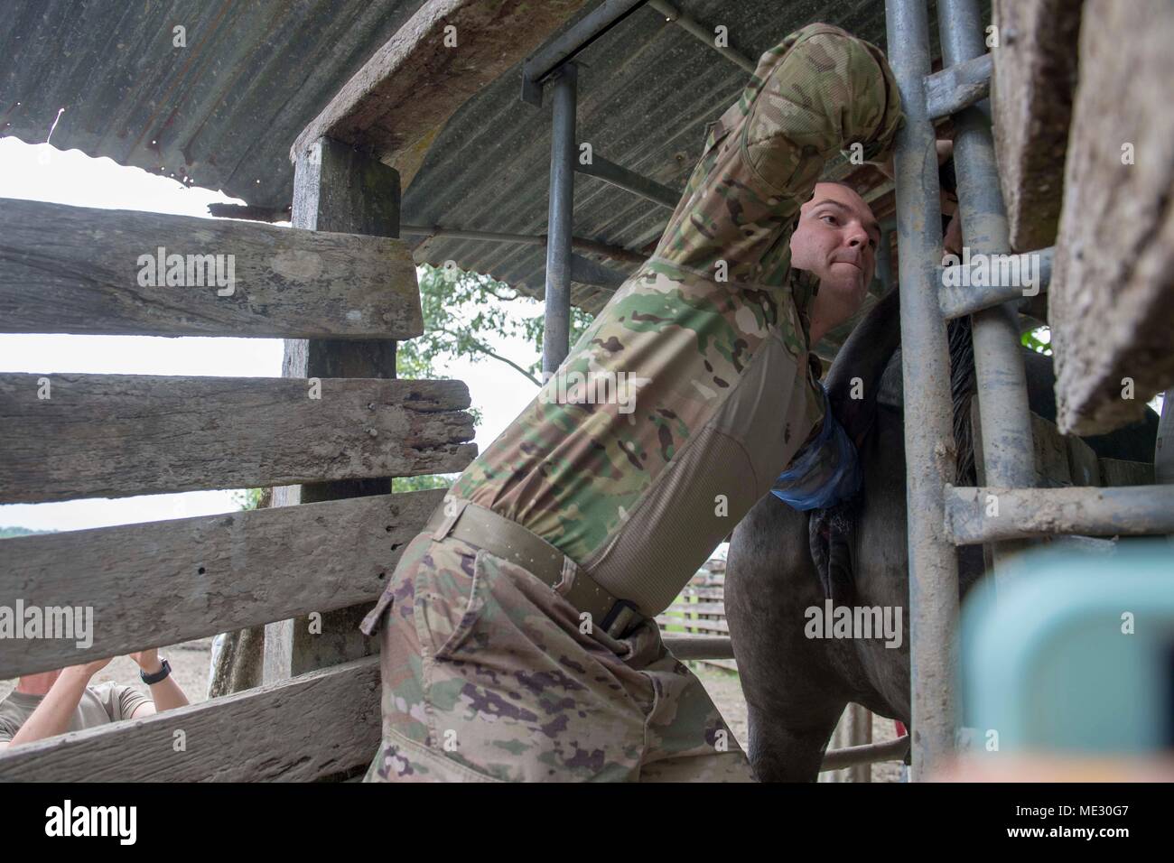 180417-N-HB733-0450 PUERTO BARRIOS, Guatemala  (April 17, 2018) Maj. Richard Brooksby of Manteca, California, performs a rectal exam on a water buffalo to determine if she is pregnant at the Hacienda La Providencia Farm in Puerto Barrios, Guatemala during Continuing Promise 2018 . U.S. Naval Forces Southern Command/U.S. 4th Fleet has deployed a force to execute Continuing Promise to conduct civil-military operations including humanitarian assistance, training engagements, and medical, dental, and veterinary support in an effort to show U.S. support and commitment to Central and South America.  Stock Photo