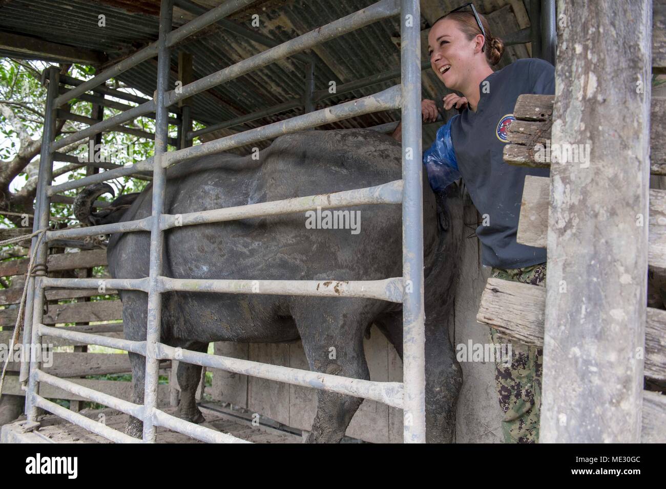 180417-N-HB733-0487 PUERTO BARRIOS, Guatemala  (April 17, 2018) Hospital Corpsman 3rd Class Haley Lugiano of Nokesville, Virginia, performs a rectal exam on a water buffalo to determine if she is pregnant at the Hacienda La Providencia Farm in Puerto Barrios, Guatemala during Continuing Promise 2018. U.S. Naval Forces Southern Command/U.S. 4th Fleet has deployed a force to execute Continuing Promise to conduct civil-military operations including humanitarian assistance, training engagements, and medical, dental, and veterinary support in an effort to show U.S. support and commitment to Central Stock Photo