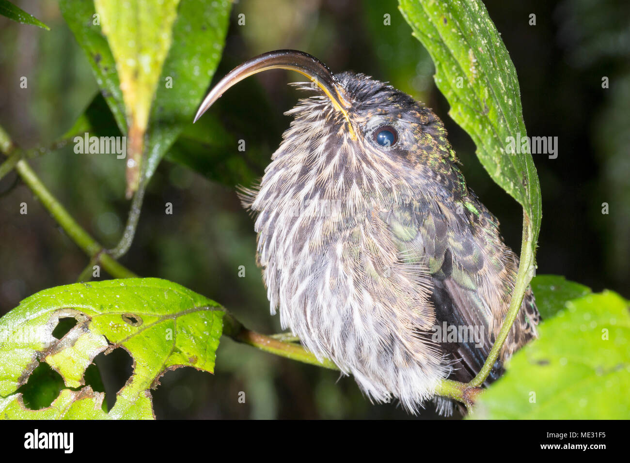 buff-tailed sicklebill hummingbird (Eutoxeres condamini) roosting at night in the rainforest in Morona Santiago province, Ecuador Stock Photo