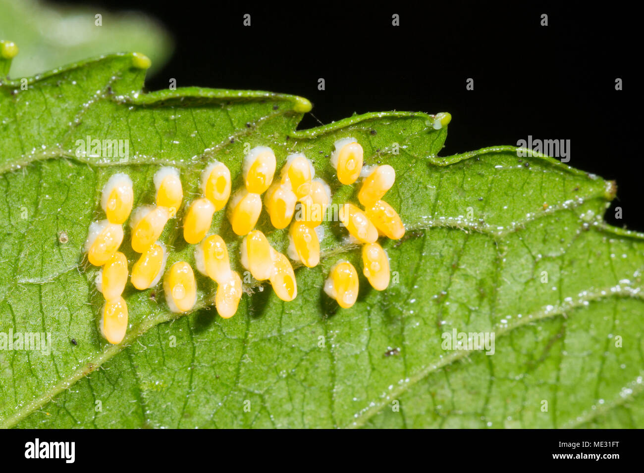 Clutch  of insect eggs on the underside of a leaf in the Ecuadorian Amazon, Morona Santiago province Stock Photo