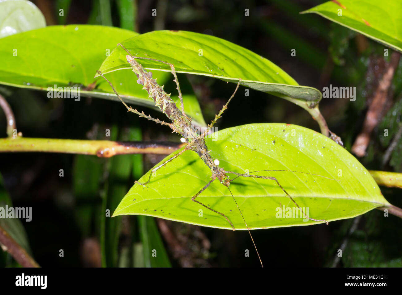 Spiny stick insect (Acanthoclonia sp.) with dipteran parasites in the rainforest understory  in Morona Santiago province, Ecuador Stock Photo
