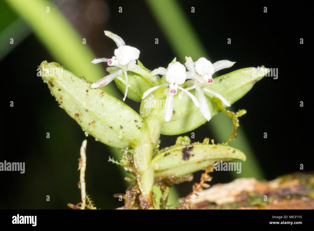 Orchid Epidendrum sp. growing wild in the rainforest understory in Morona Santiago province, Ecuador Stock Photo