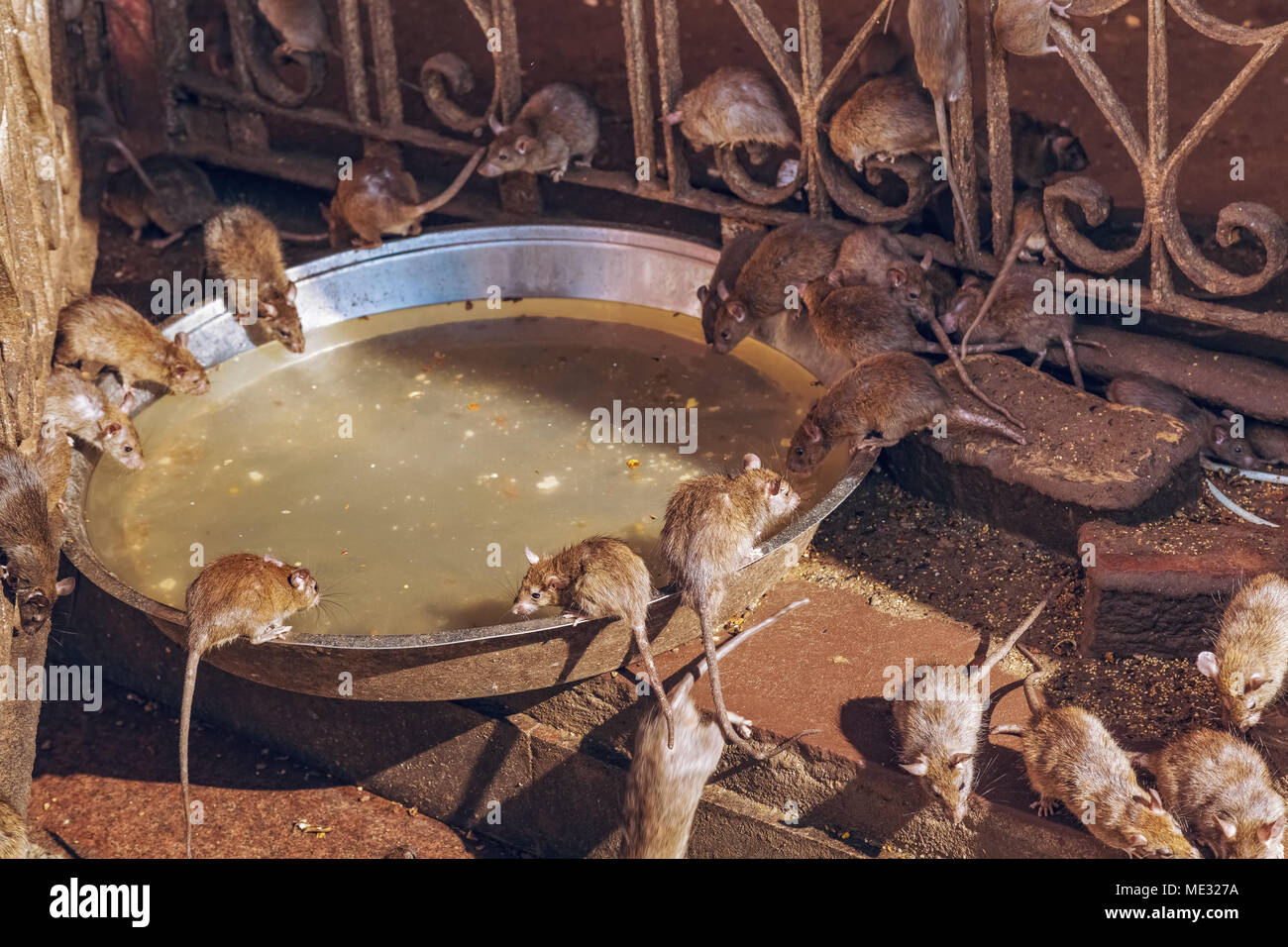 Rats feeding on eatables given by devotees at the Karni Mata temple Bikaner Rajasthan as part of age old rituals and belief. Stock Photo