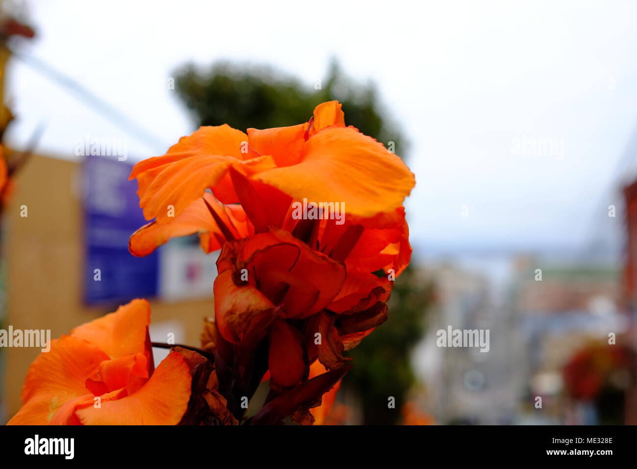 The colors of life Stock Photo