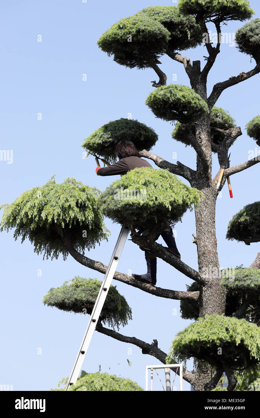 Japanese professional gardener pruning a cedar tree with ladder Stock