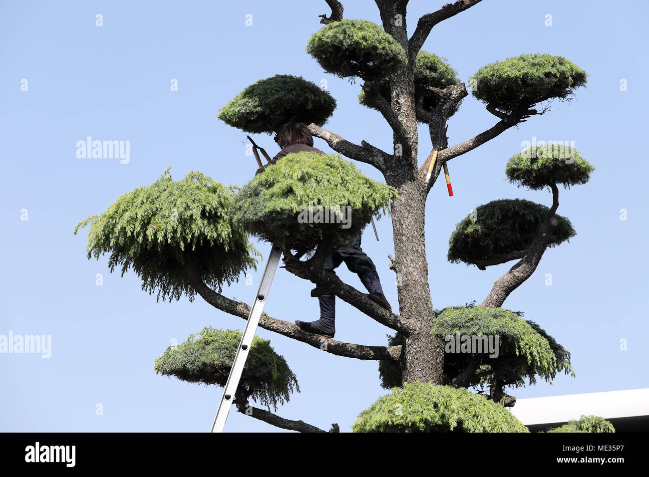Japanese professional gardener pruning a cedar tree with ladder Stock