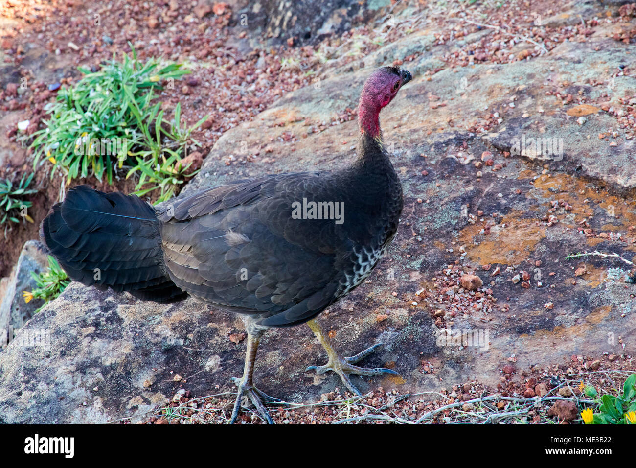 An Australian brushturkey (Alectura lathami) looking for food in Queensland Australia Stock Photo