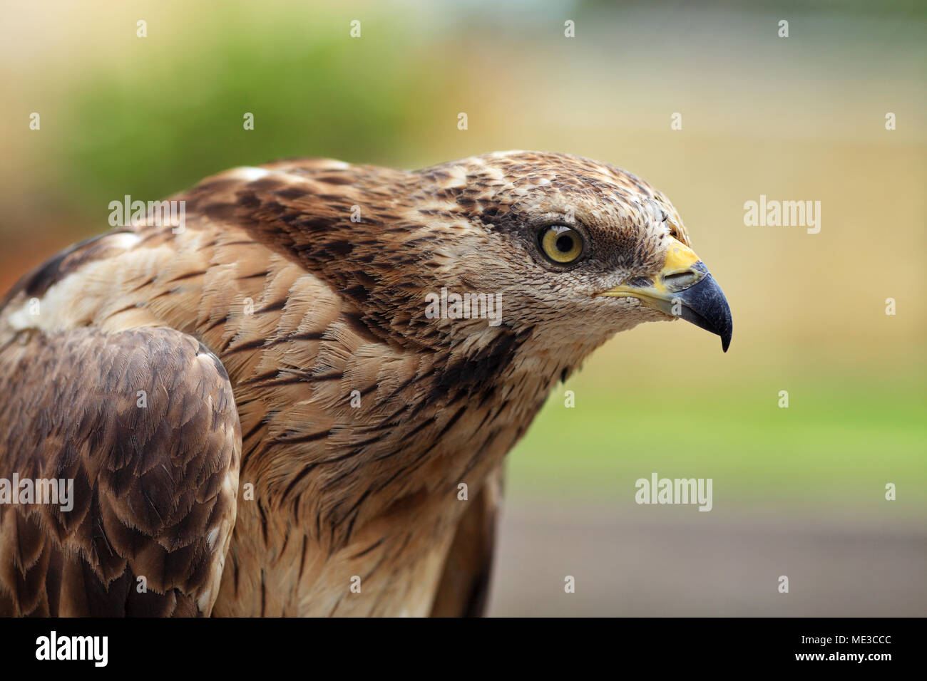 Close up portrait of an Eagle hawk Stock Photo