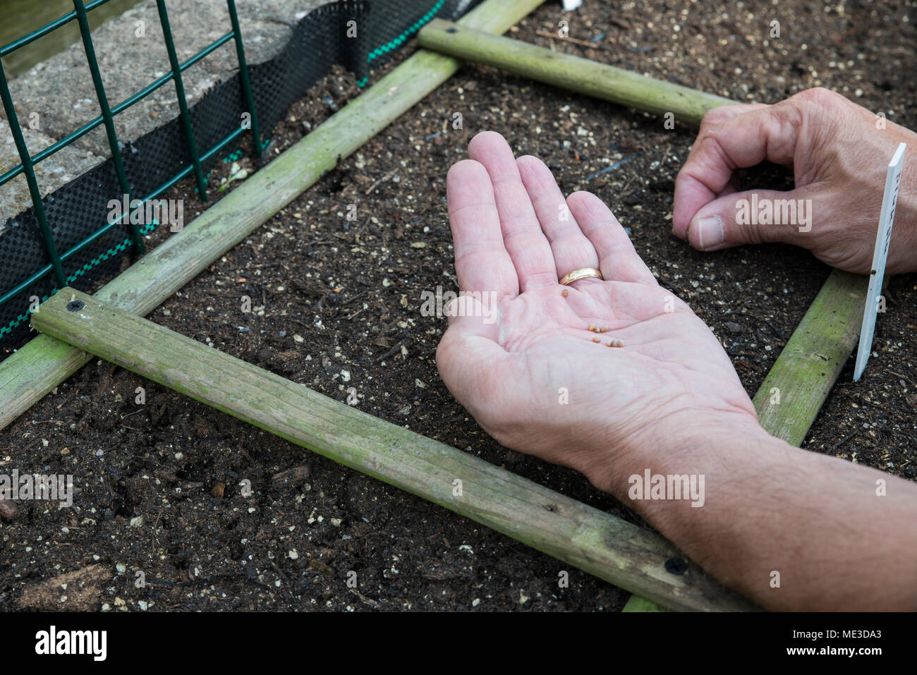 sowing vegetable seeds in the garden Stock Photo