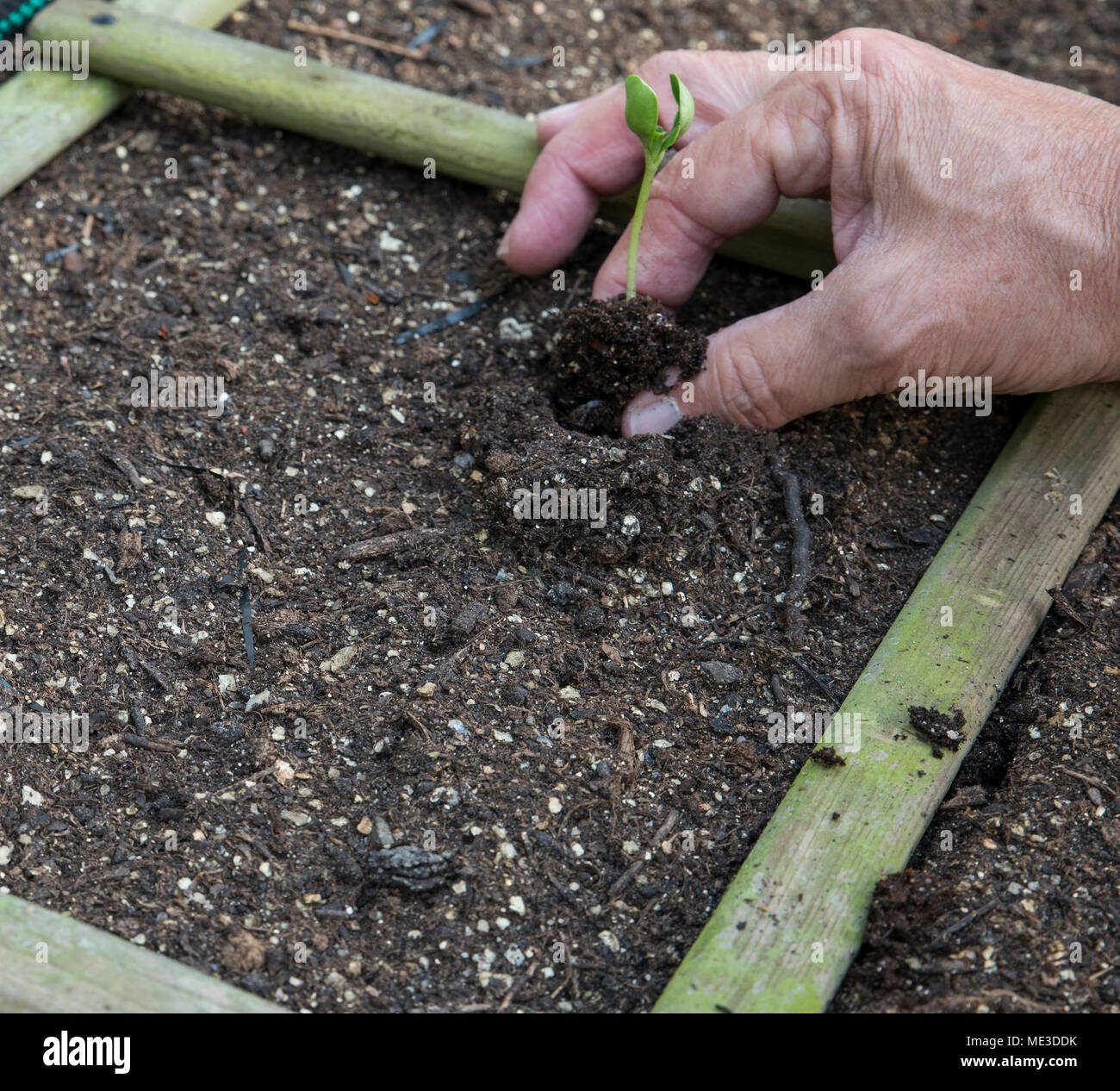 planting plants grown from seeds Stock Photo Alamy