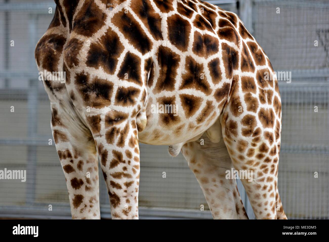 Giraffe Giraffa camelopardalis guess the animal what am i Stock Photo