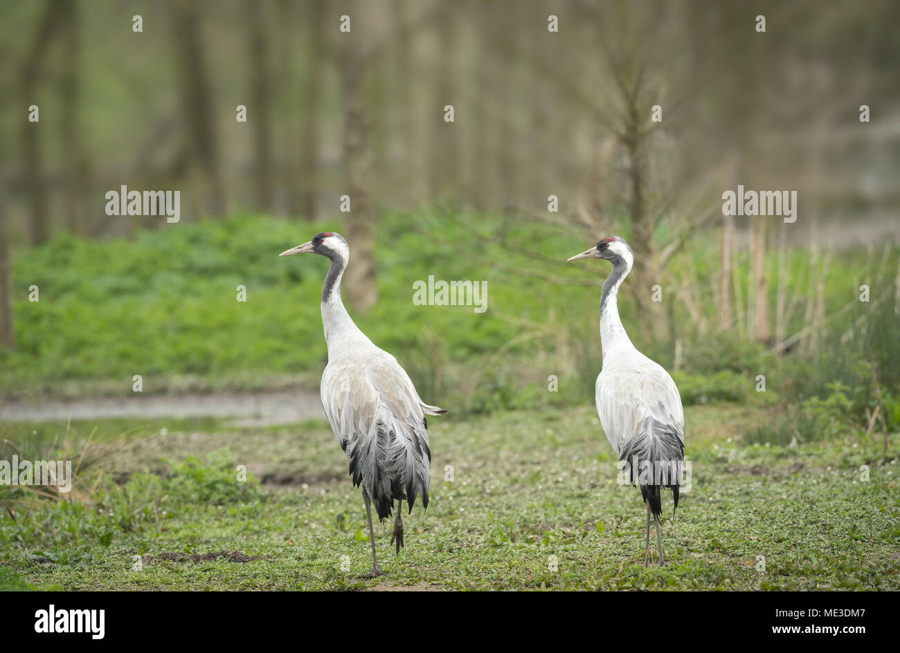 Common  crane, Grus grus,mid spring on the Sommerset levels Stock Photo