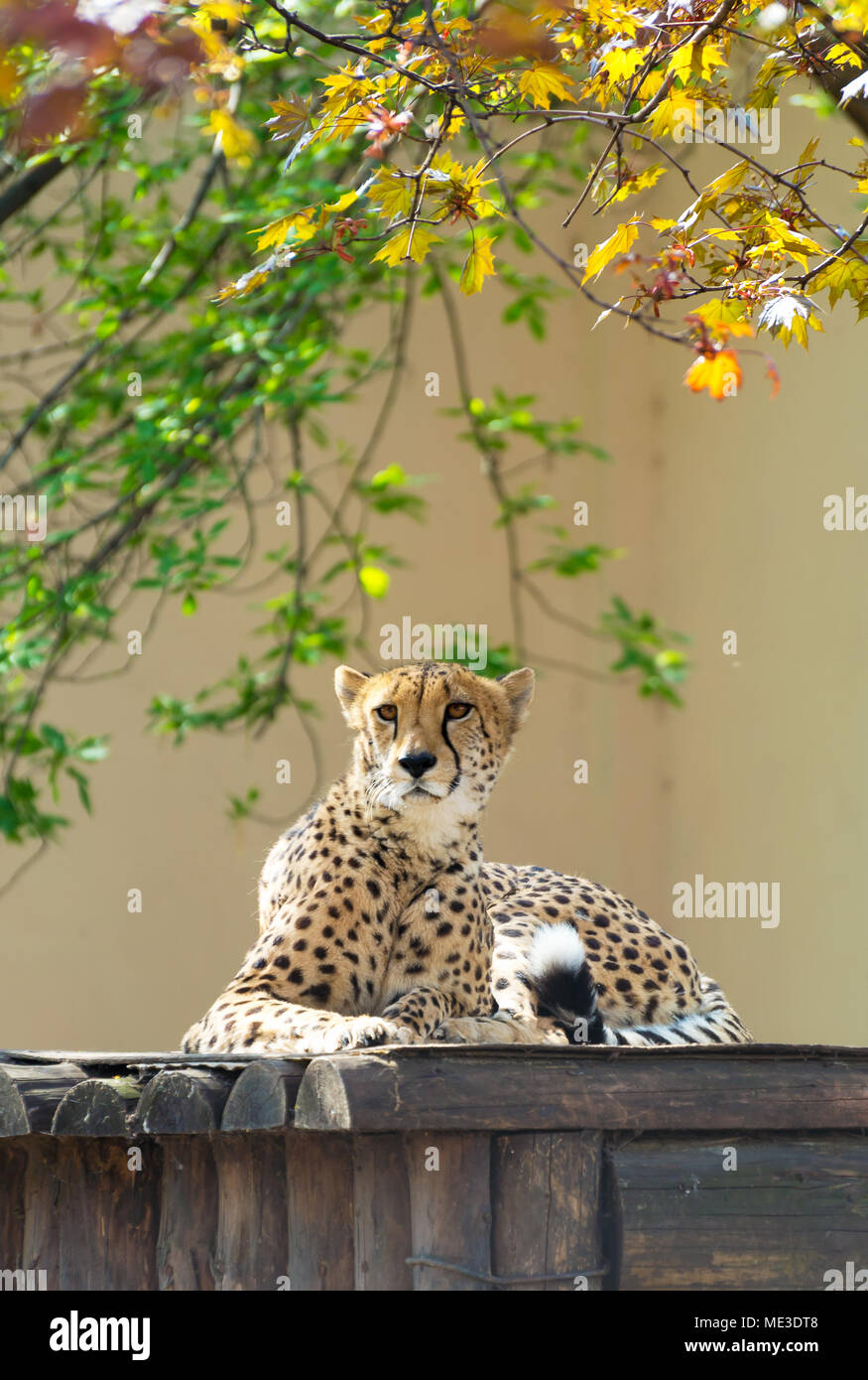 A statue of a sitting cheetah made of wood staring at the camera. : r/dalle2