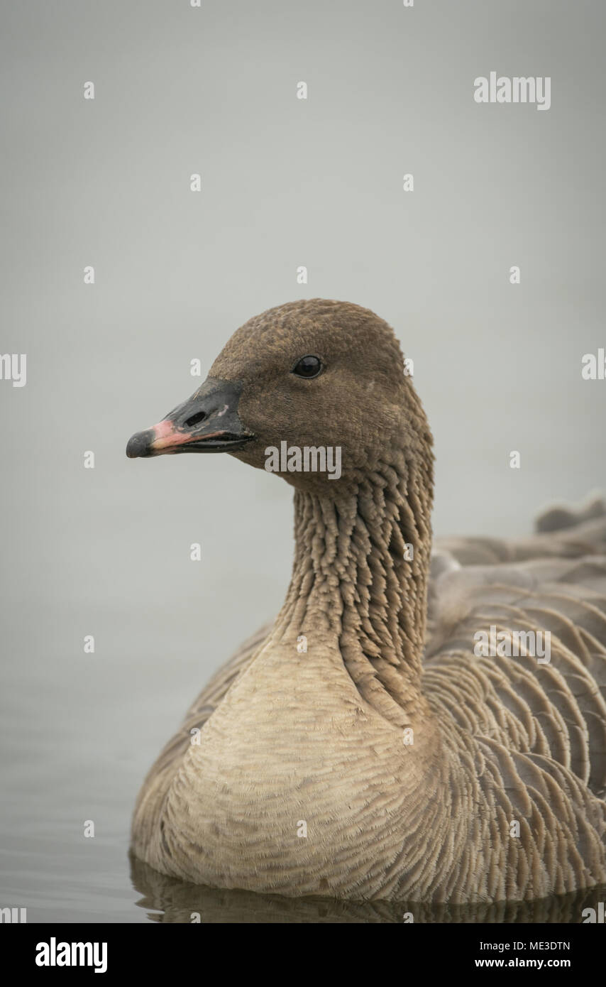 Pink footed goose, Anser brachyrhynchus, portraitof head and neckspring on a Gloucestershire lake Stock Photo