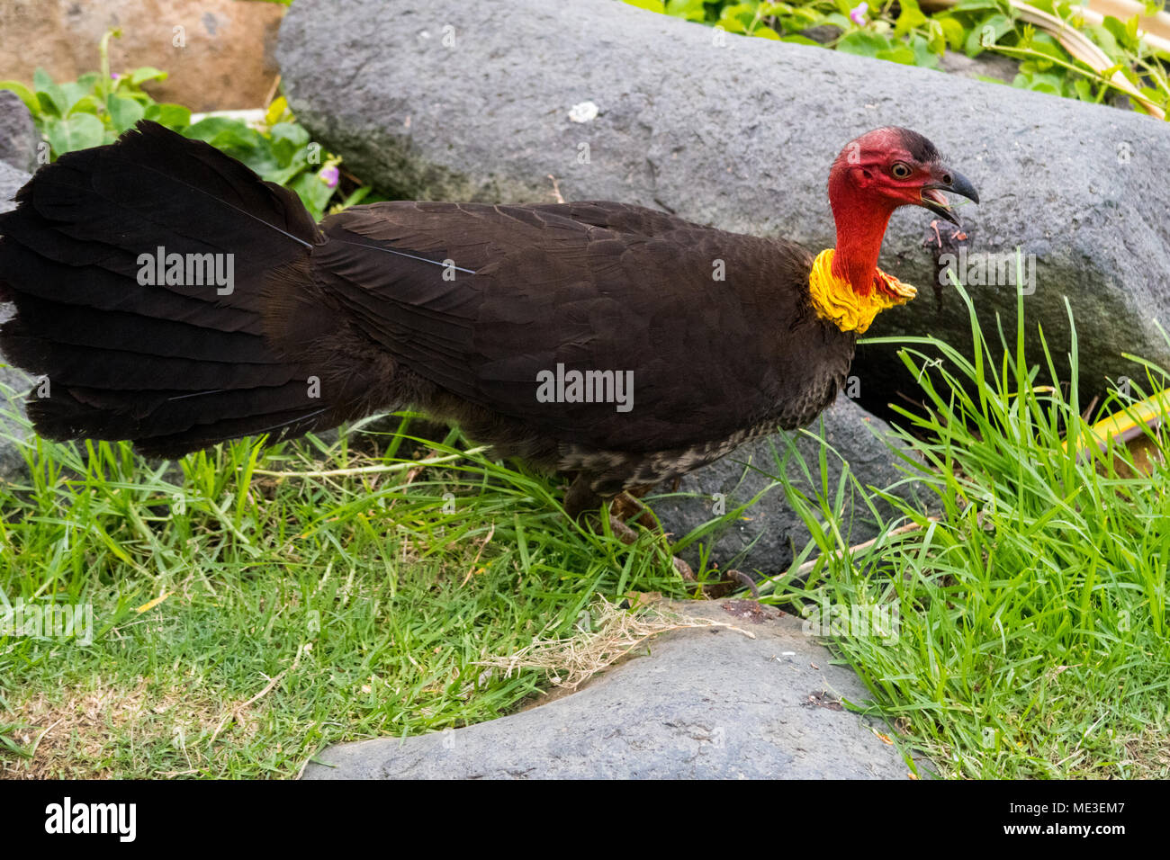 An Australian brushturkey (Alectura lathami) looking for food in Queensland Australia Stock Photo