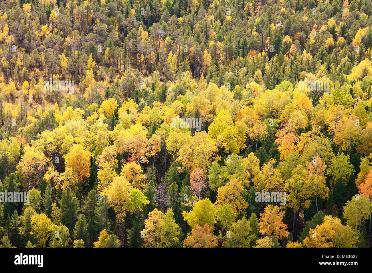Tree top forest aerial view hi-res stock photography and images - Alamy