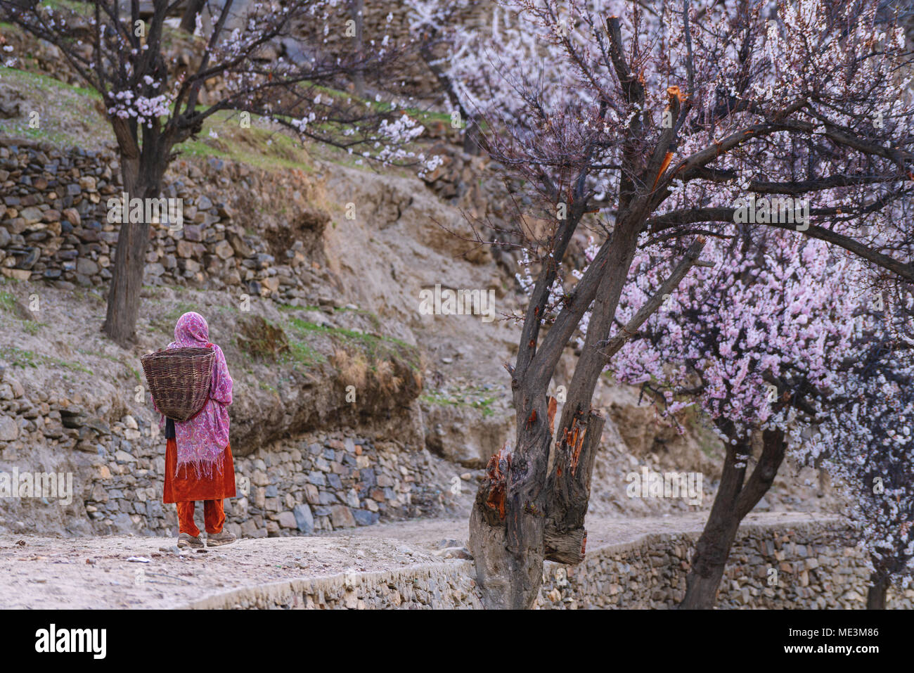 Woman in rural village in Pakistan walking on country road in spring season with field of blossoming trees Stock Photo