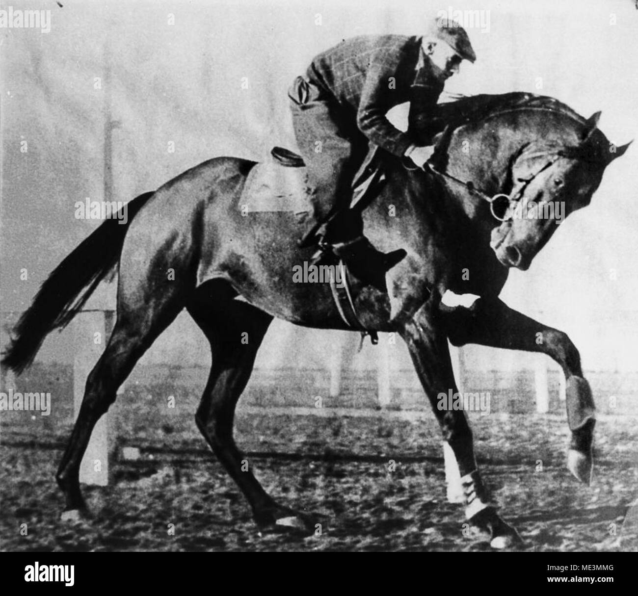 Australian racehorse hires stock photography and images Alamy