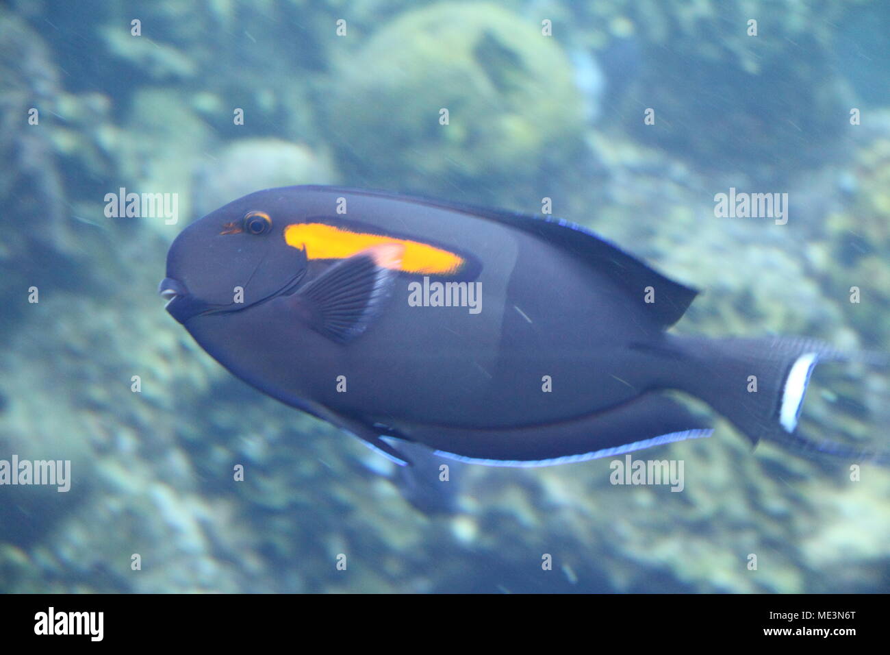 Orangeband Surgeonfish (Acanthurus Olivaceus) Stock Photo