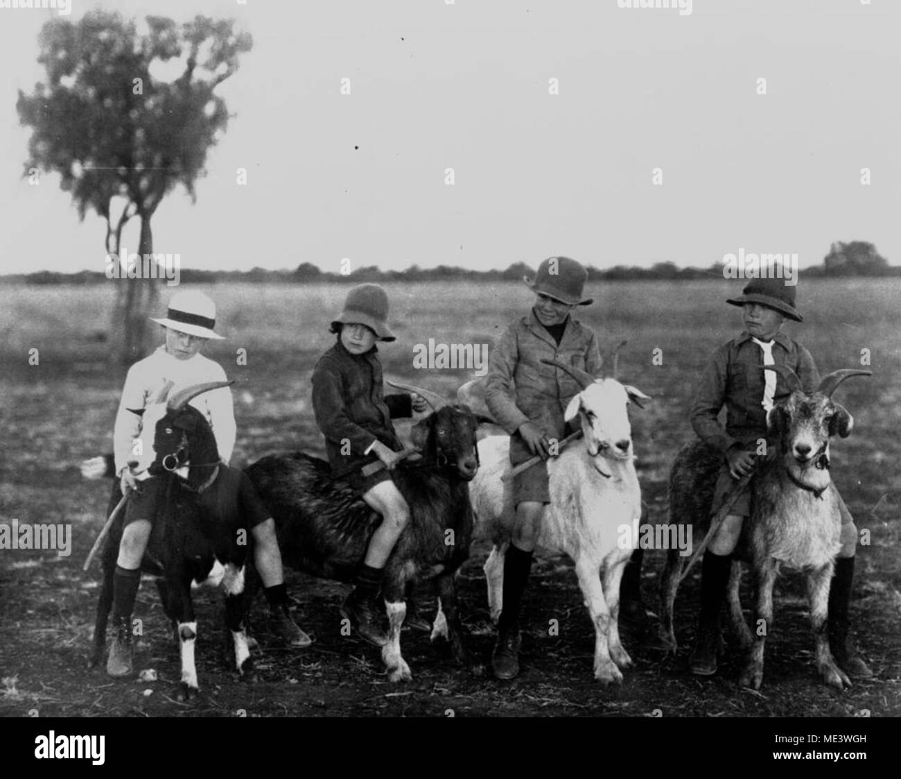 Four boys riding goats, ca 1918 Stock Photo - Alamy