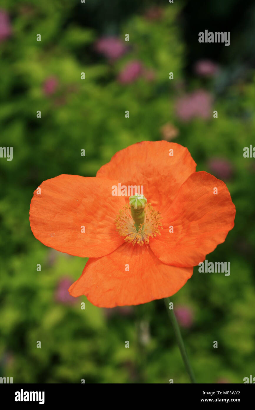 single orange poppy flower with out of focus flowers in the background Stock Photo