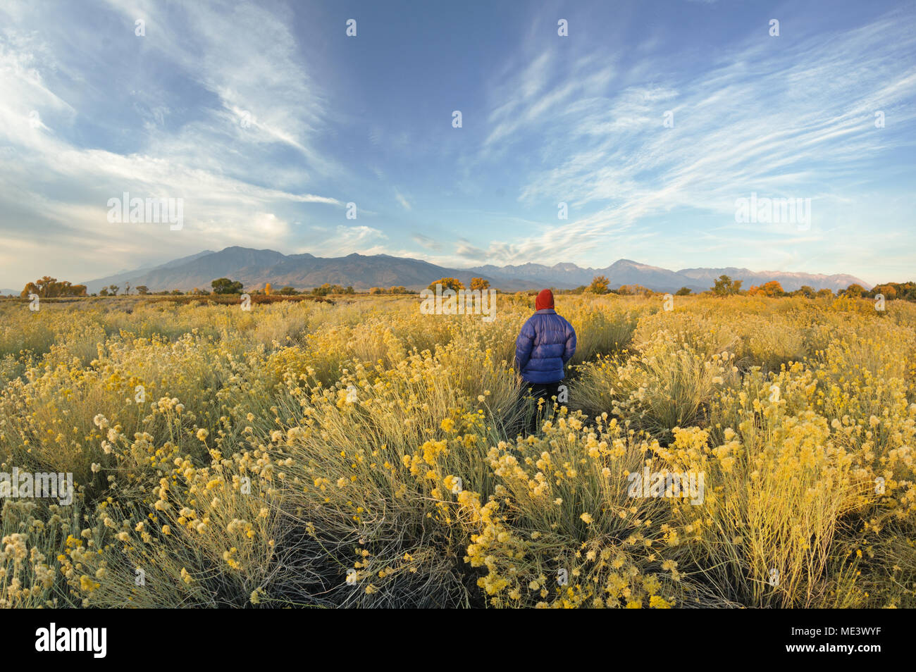a man standing in a field of rabbitbrush looking at the Sierra Nevada Mountains near Bishop California Stock Photo