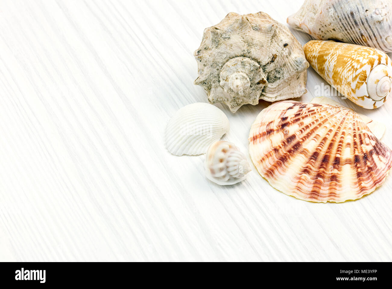assorted seashells collection on white wooden background. summer time concept Stock Photo