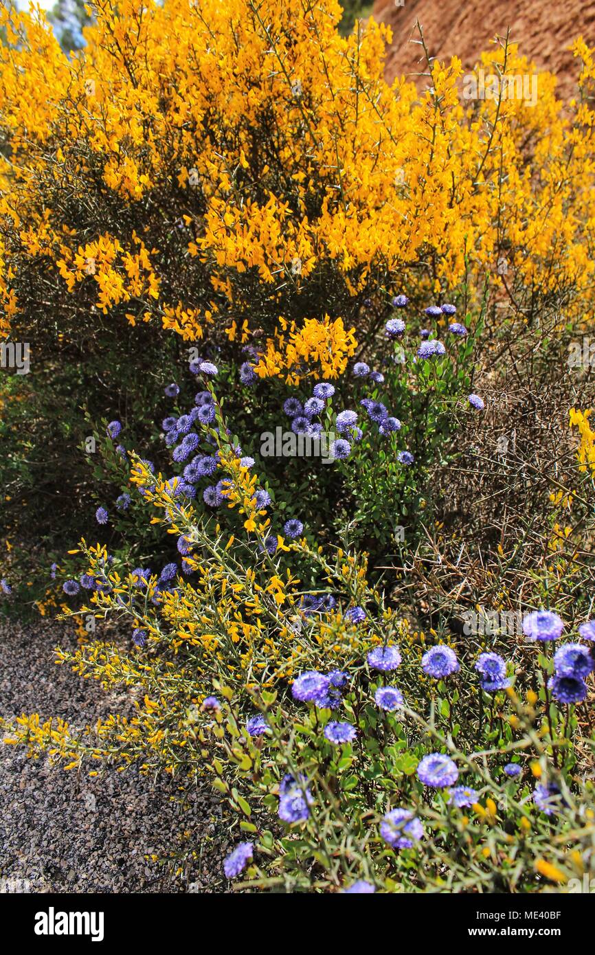 Yellow retama sphaerocarpa, wild rosmarinus officinalis and pines in the mountain under cloudy sky Stock Photo