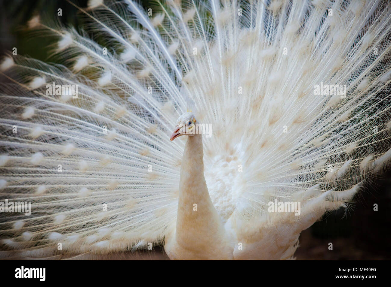 White Male Indian Peacock With Beautiful Fan Tail Plumage Feather Showing For Breeding To Female Stock Photo Alamy