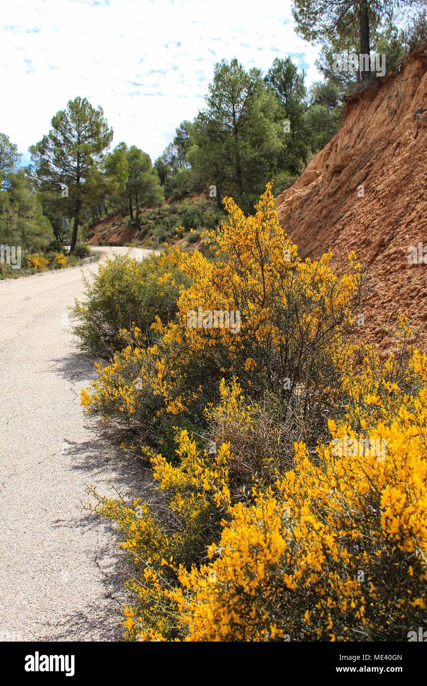 Yellow retama sphaerocarpa, wild rosmarinus officinalis and pines in the  mountain under cloudy sky Stock Photo - Alamy