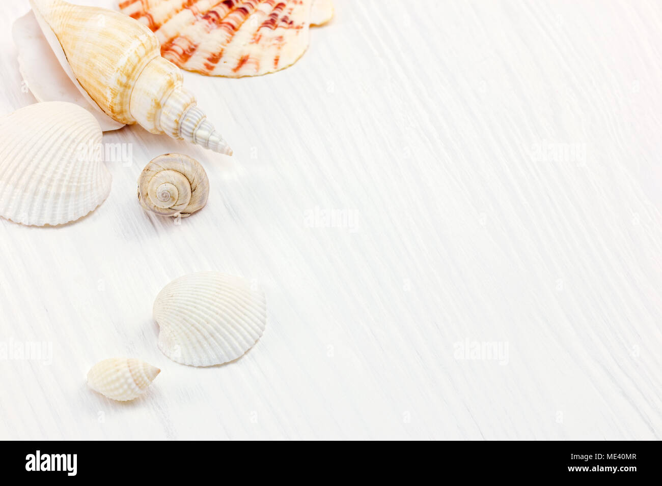 summer background. Seashells on white wooden table surface. macro view  Stock Photo