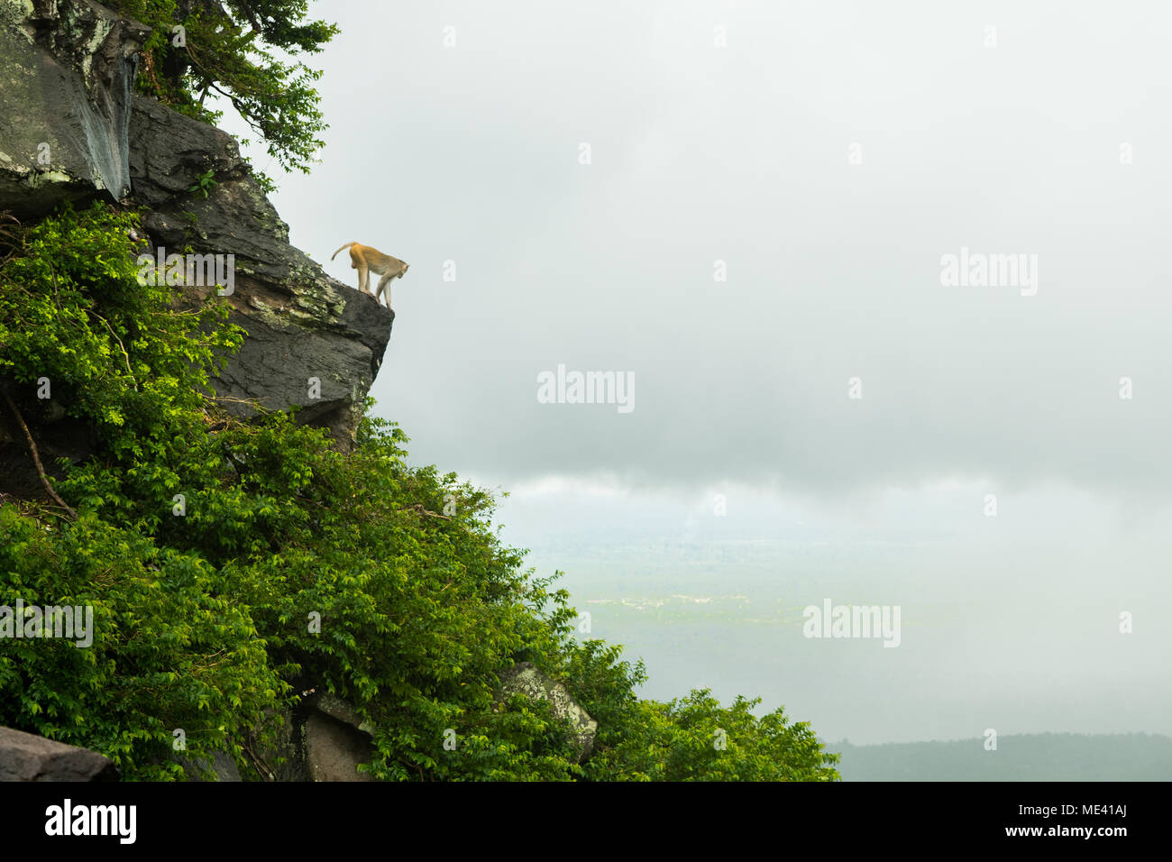 Adult macaque monkey alone on cliff face of Mount Popa, climbing on top of a rock and clouds, looking down upon Burma Myanmar South East Asia Stock Photo