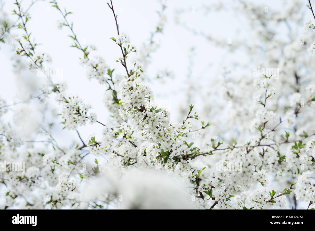Cherry tree lined canal hi-res stock photography and images - Alamy