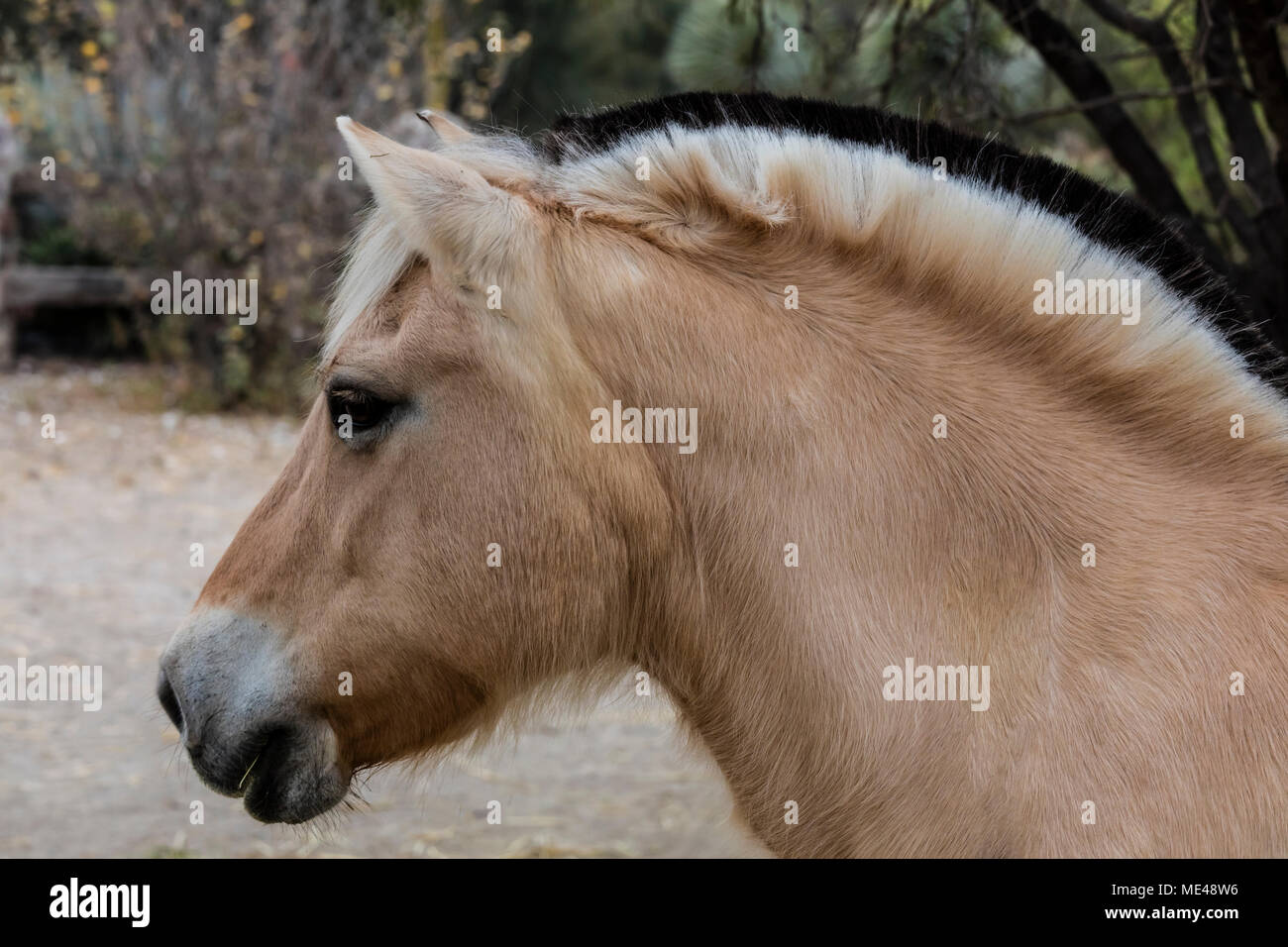 Norwegian Fjord Horse High Resolution Stock Photography And Images Alamy Norwegian Fjord Horse High Resolution Stock Photography And Images Alamy