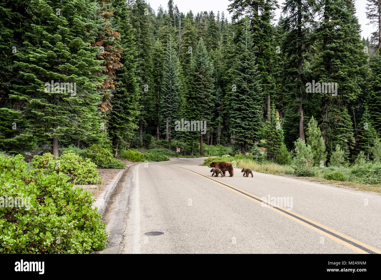 Bear with cubs crossing the road in national park Stock Photo Alamy