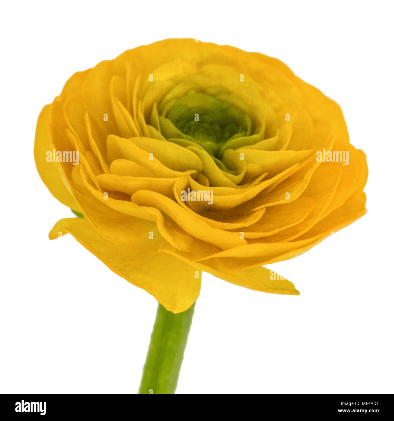 Flower of buttercup, isolated on white background Stock Photo - Alamy