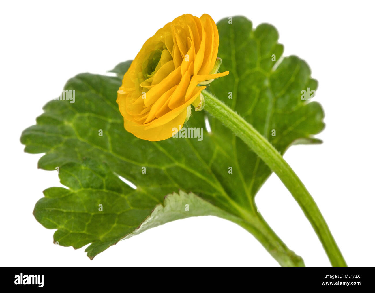 Flower of buttercup, isolated on white background Stock Photo - Alamy