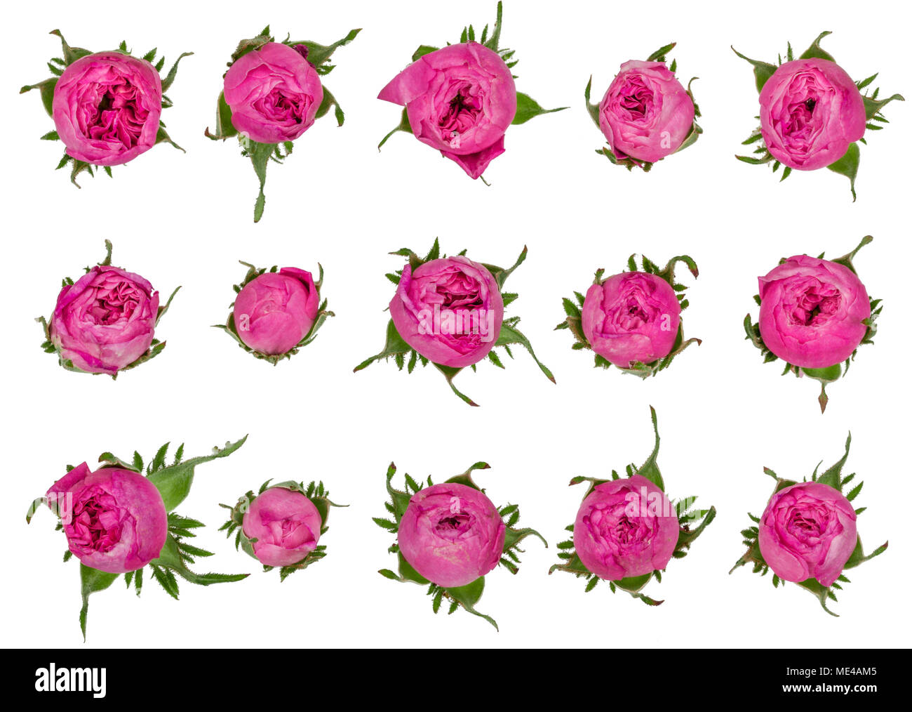 Pink flower of rose, isolated on white background Stock Photo - Alamy