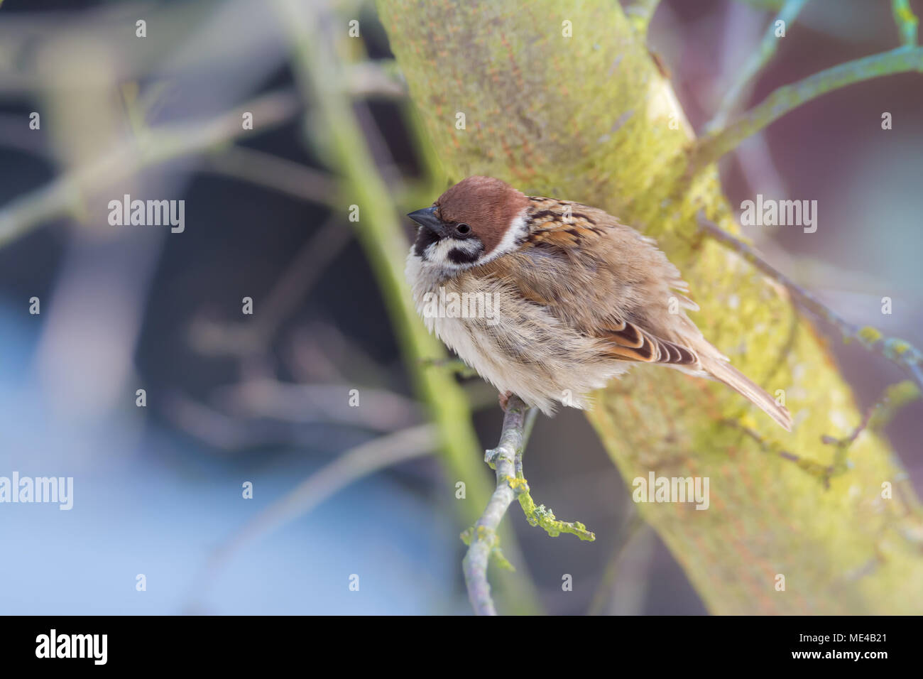 Closeup of an Eurasian tree sparrow (passer montanus)  sitting on a twig Stock Photo