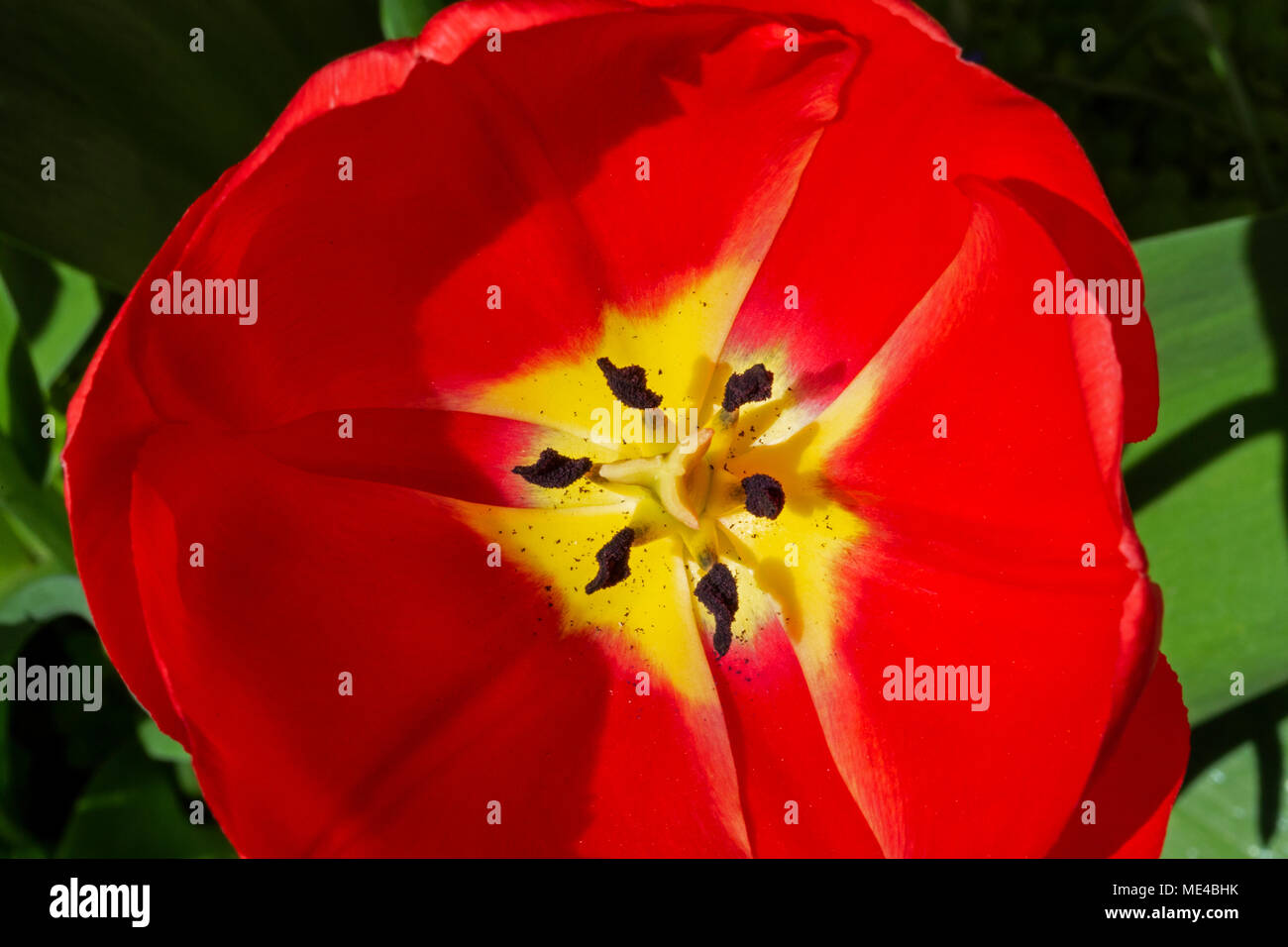 Close up of the inside of a Red Tulip with yellow centre, showing the stigma and anther. Stock Photo