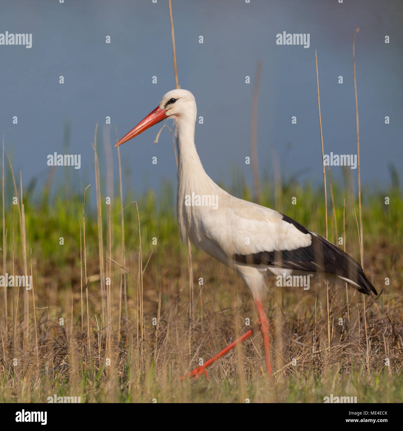 close-view-one-natural-white-storks-ciconia-ciconia-standing-in-reed