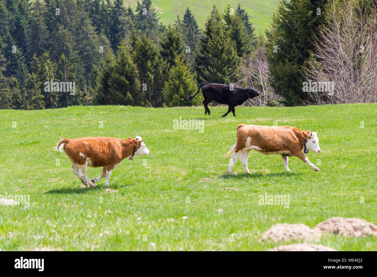 three natural young bulls running on green meadow, trees, forest Stock ...