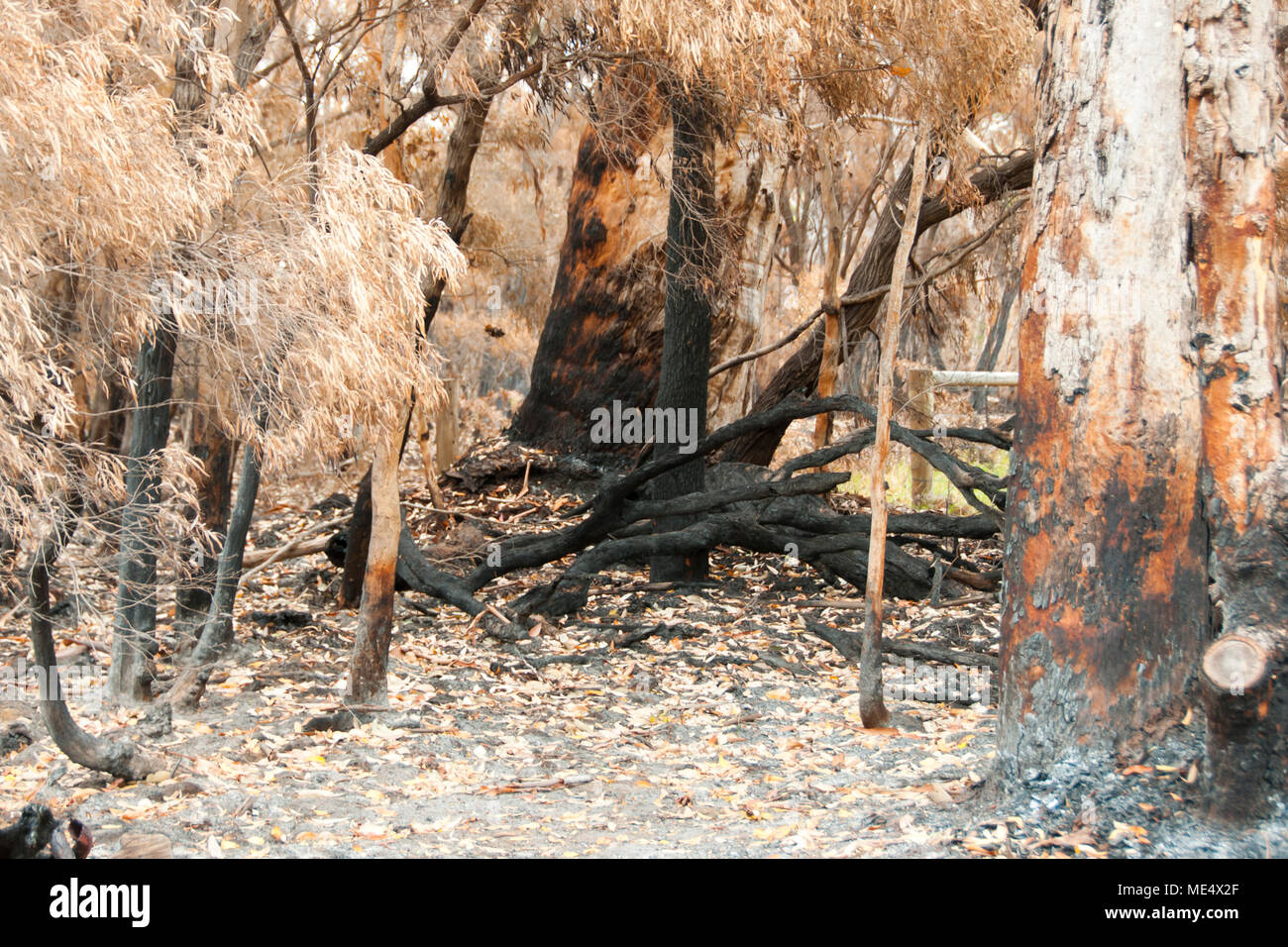 Bush Fire Trees - Australia Stock Photo