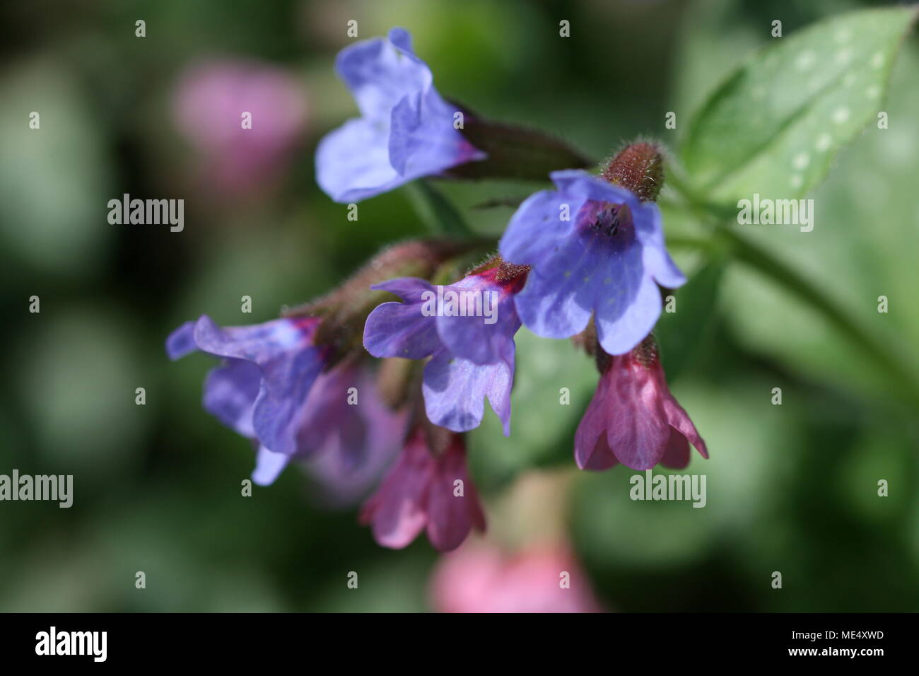 Pulmonaria officinalis (Common Lungwort) Stock Photo