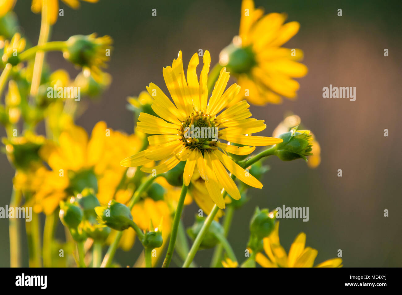 one yellow wildflower facing a different direction than the others ...