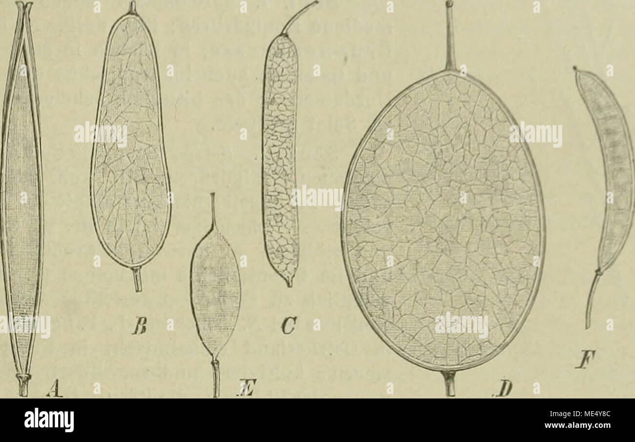 . Die Natürlichen Pflanzenfamilien : nebst ihren Gattungen und wichtigeren Arten, insbesondere den Nutzpflanzen . Fig. HS. Fr. von A Cardamiiie graecaL.; B Ricotia Lunaria {L.) l)C C 5. cariios«/« ßoiss. et Heldr.; D Lunaria biennis Mncli.; E Selenia aurea Nutt.; F Leavenworthia 3Iichauxü Gray. (Original.) 97. Barbarea R. Br. Blb. gelb; je 1 seitliche innere und I verlängerte mediane Honigdrüse; Fr. linealisch, mehr od. minder 4kantig, mit starkem Mittelnerv; S. Ireihig; Scheidewand mit zarten, welligen Zellwänden. — 2jährige oder ausdauernde Kräuter mit meist leierfürmig fiederteiligen, selt Stock Photo