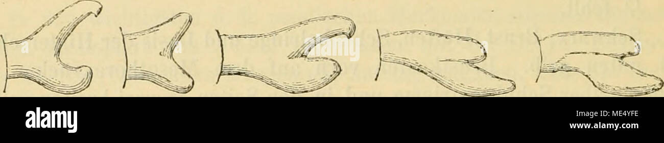 Pseudagrion hageni hires stock photography and images Alamy